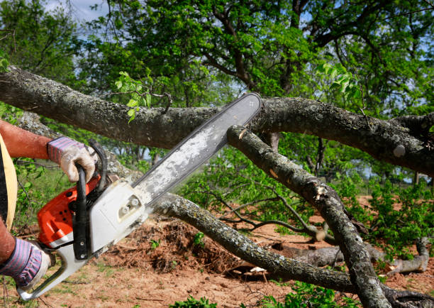 Best Tree Disease Treatment  in Benbrook, TX